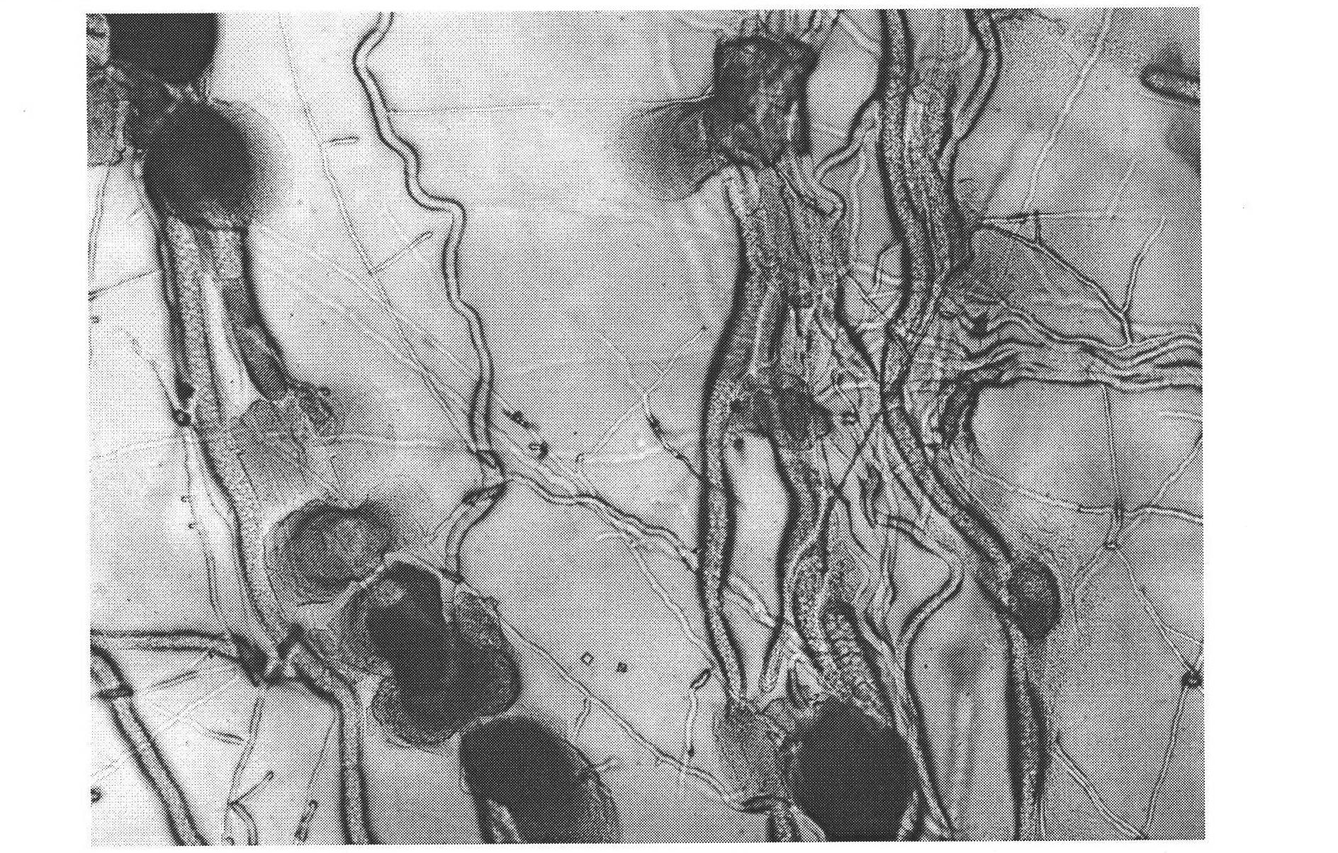 Biocontrol bacillus subtilis WJ-1 for rice sheath blight, microbial inoculum and application thereof