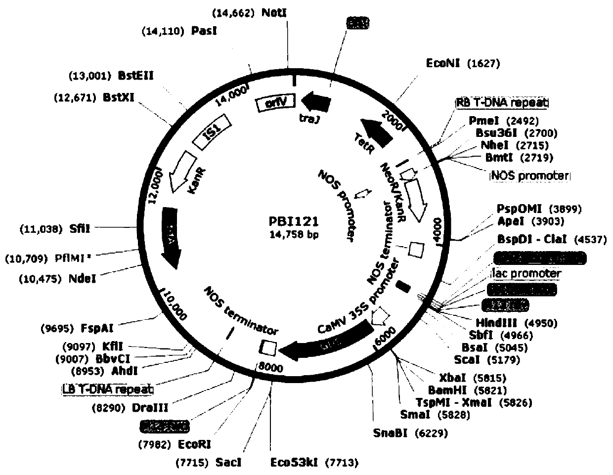 Genetic transformation method of diploid populus tomentosa