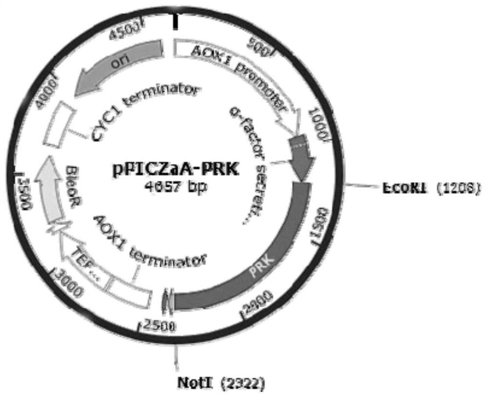 Protease K heat-resistant mutant