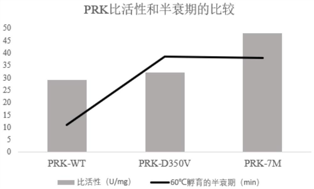 Protease K heat-resistant mutant