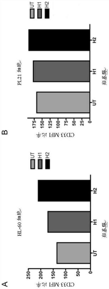 Combination of epigenetic factors and bispecific compounds targeting CD33 and CD3 in the treatment of myeloid leukemia