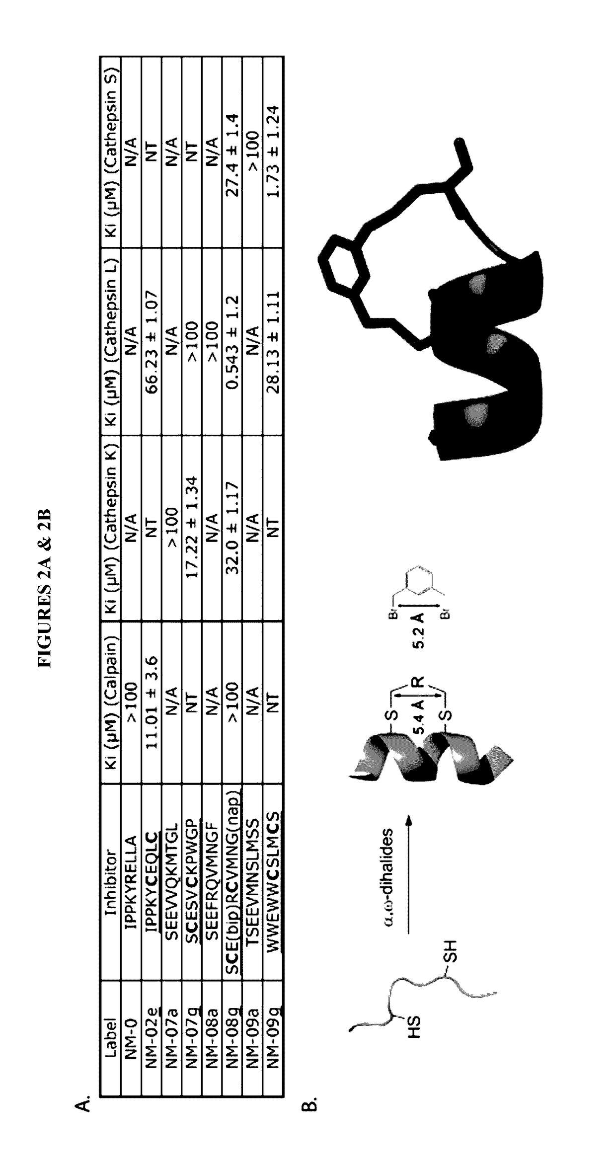 Alpha-helical peptidomimetic inhibitors and methods using same