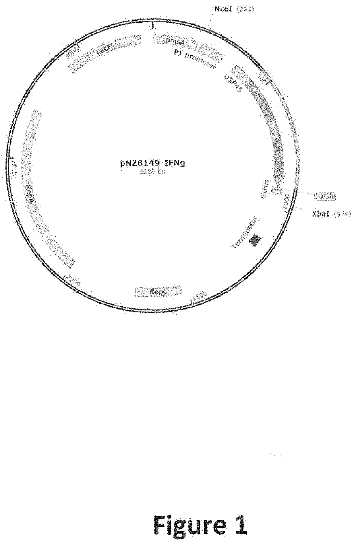 Transformed, salmo salar interferon gamma (ifng)-producing lactococcus lactis bacterium, food and composition comprising same, for immunostimulation in aquaculture species