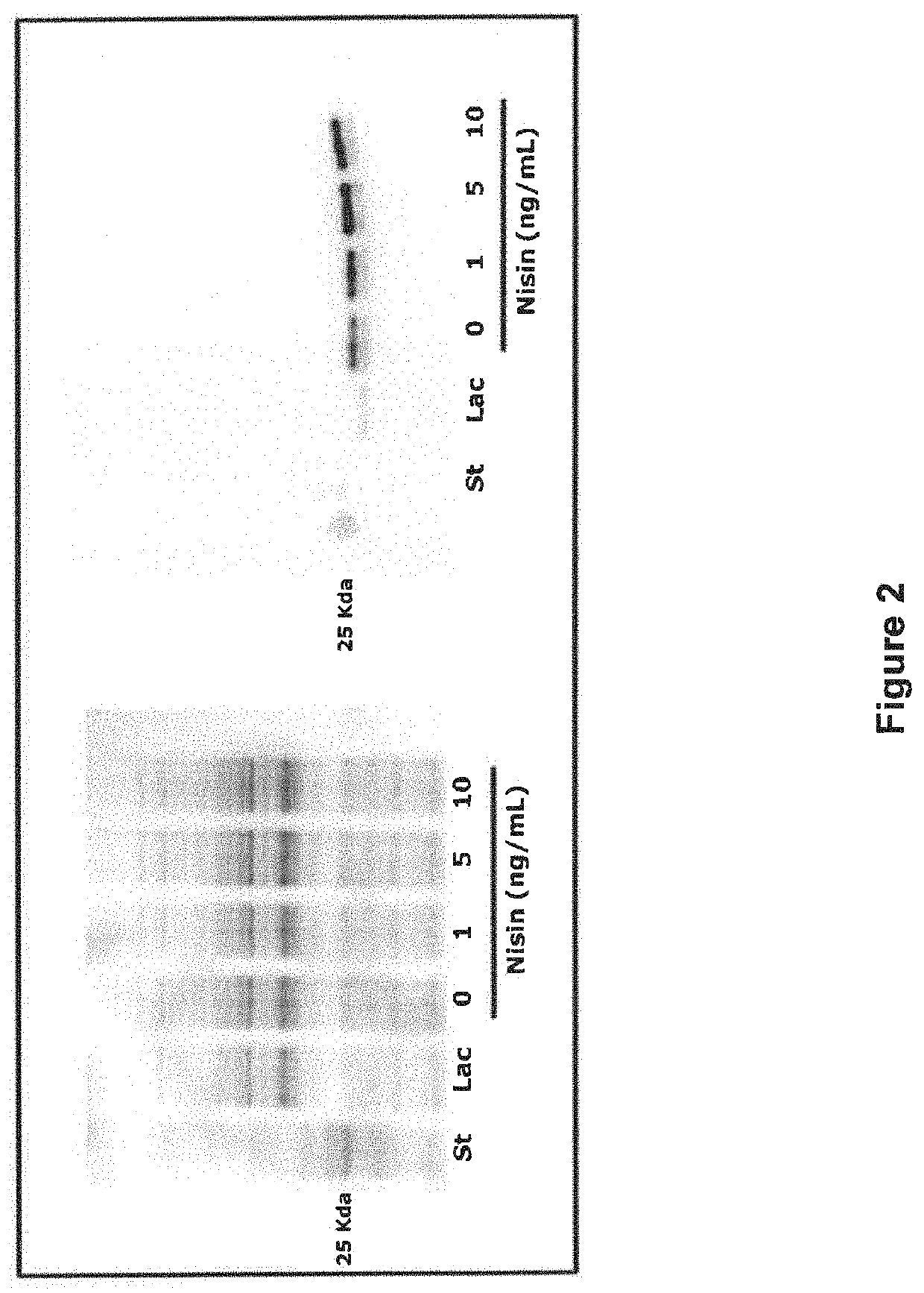 Transformed, salmo salar interferon gamma (ifng)-producing lactococcus lactis bacterium, food and composition comprising same, for immunostimulation in aquaculture species