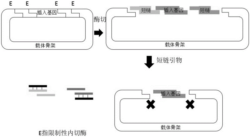 Method for improving DNA cloning and assembling efficacies by utilizing short-chain primer repression