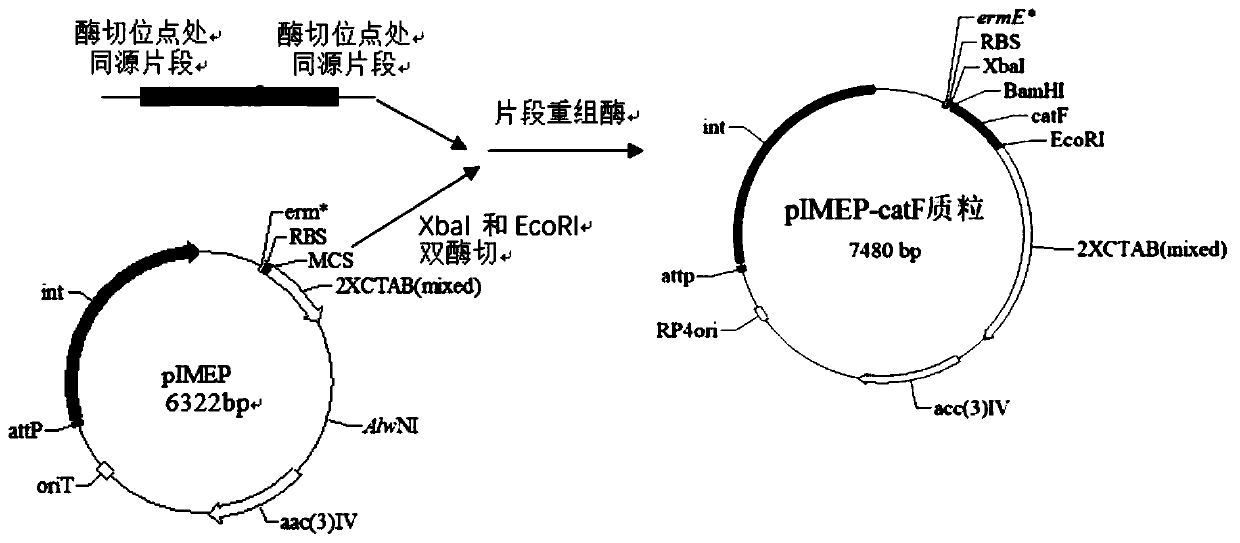 Genetically engineered high-producing strain Streptomyces diastatochromogenes and method for increasing yield of epsilon-polylysine