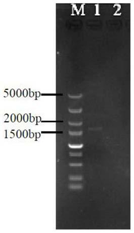 Genetically engineered high-producing strain Streptomyces diastatochromogenes and method for increasing yield of epsilon-polylysine