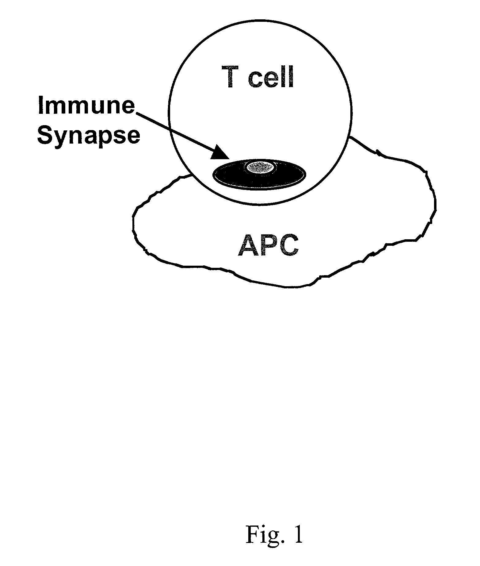 Signal-1/signal-2 bifunctional peptide inhibitors