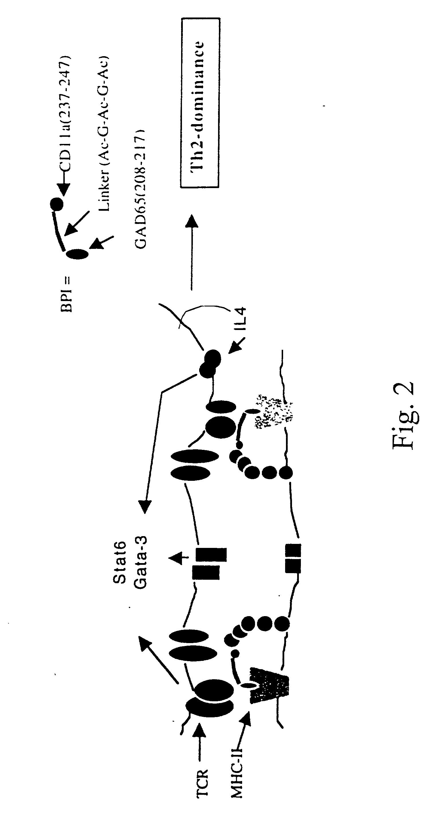 Signal-1/signal-2 bifunctional peptide inhibitors