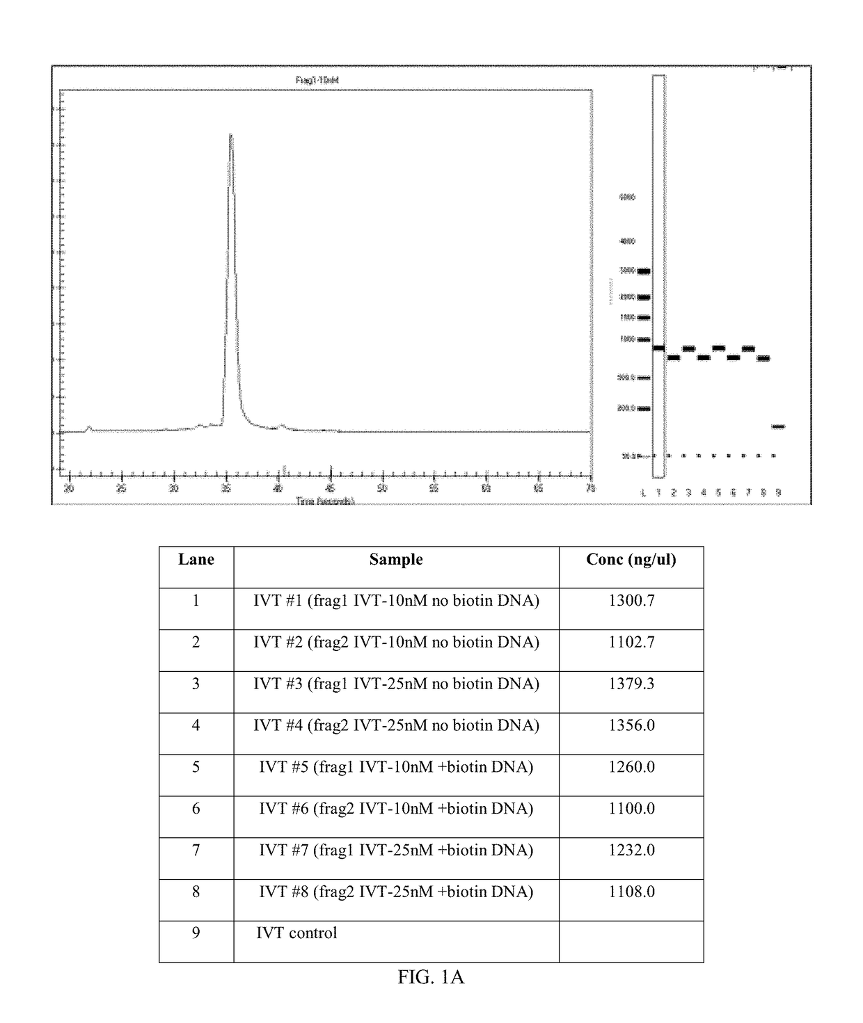 Primers and probes for detection and discrimination of Ebola virus