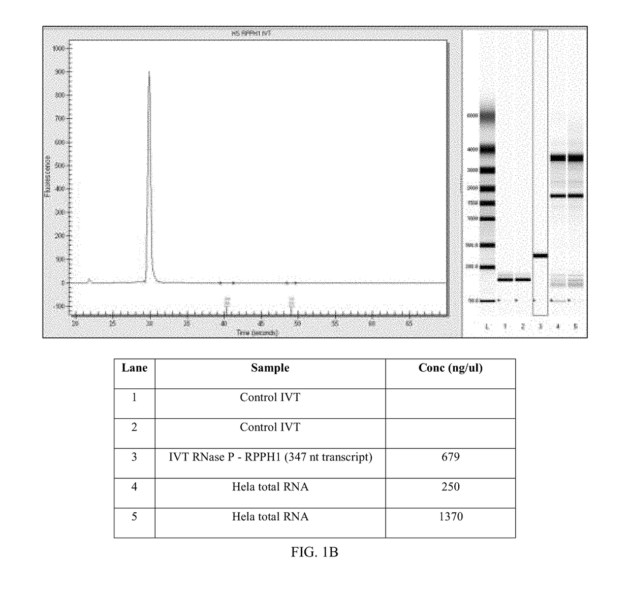 Primers and probes for detection and discrimination of Ebola virus