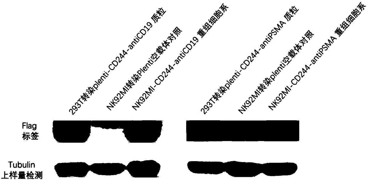 A kind of car-nk cell and its preparation method and application