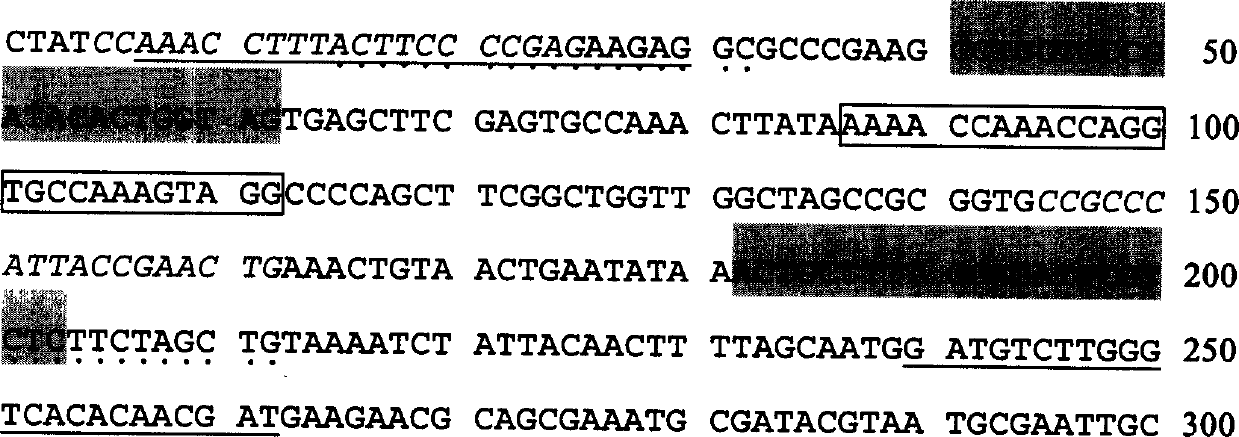 Quick quantitative detection of genetic marker of skeletonema costatum japonicum and its method