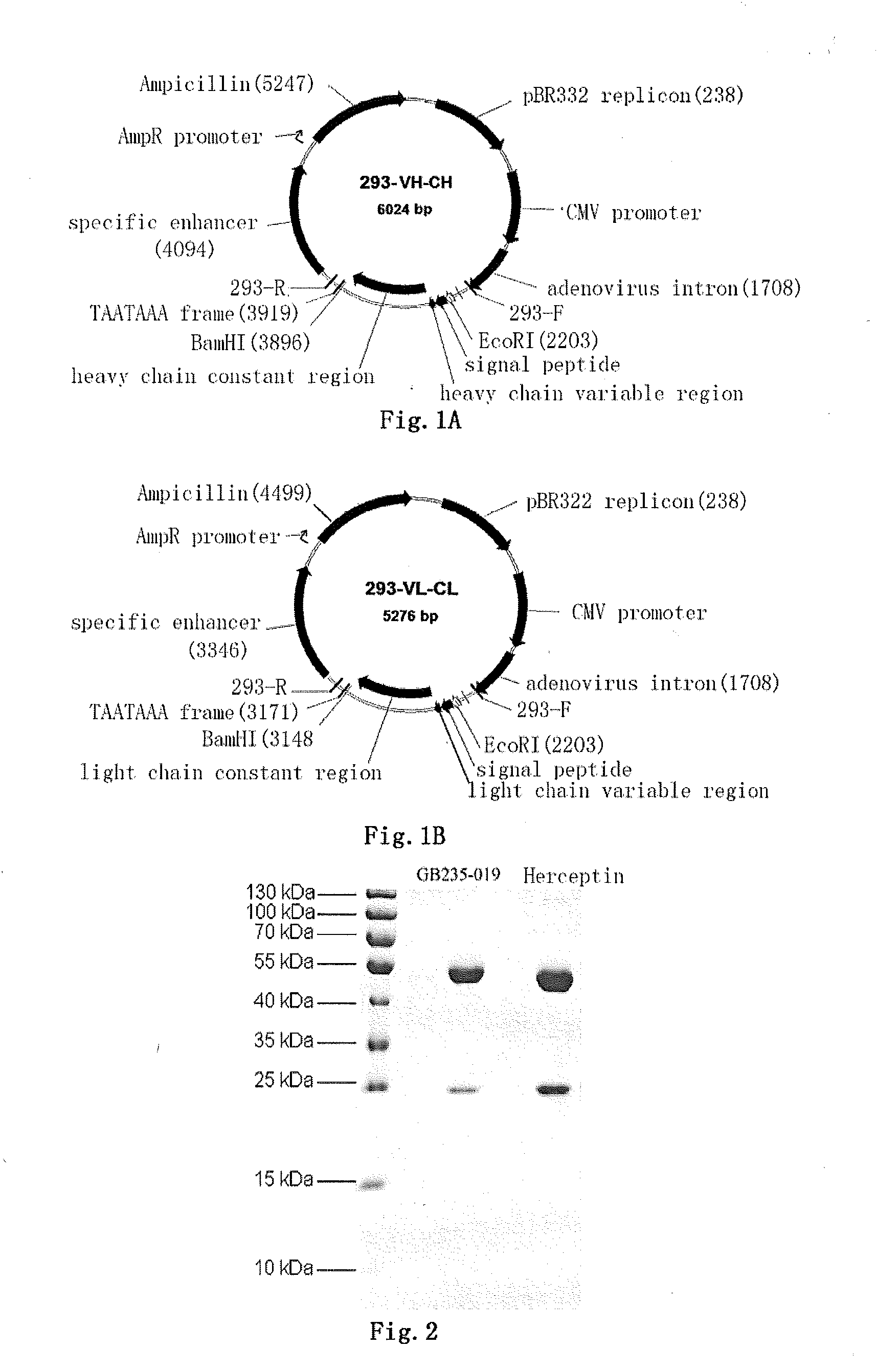 Mutated antibody of fully humanized her2 antibody, and encoding gene and use thereof