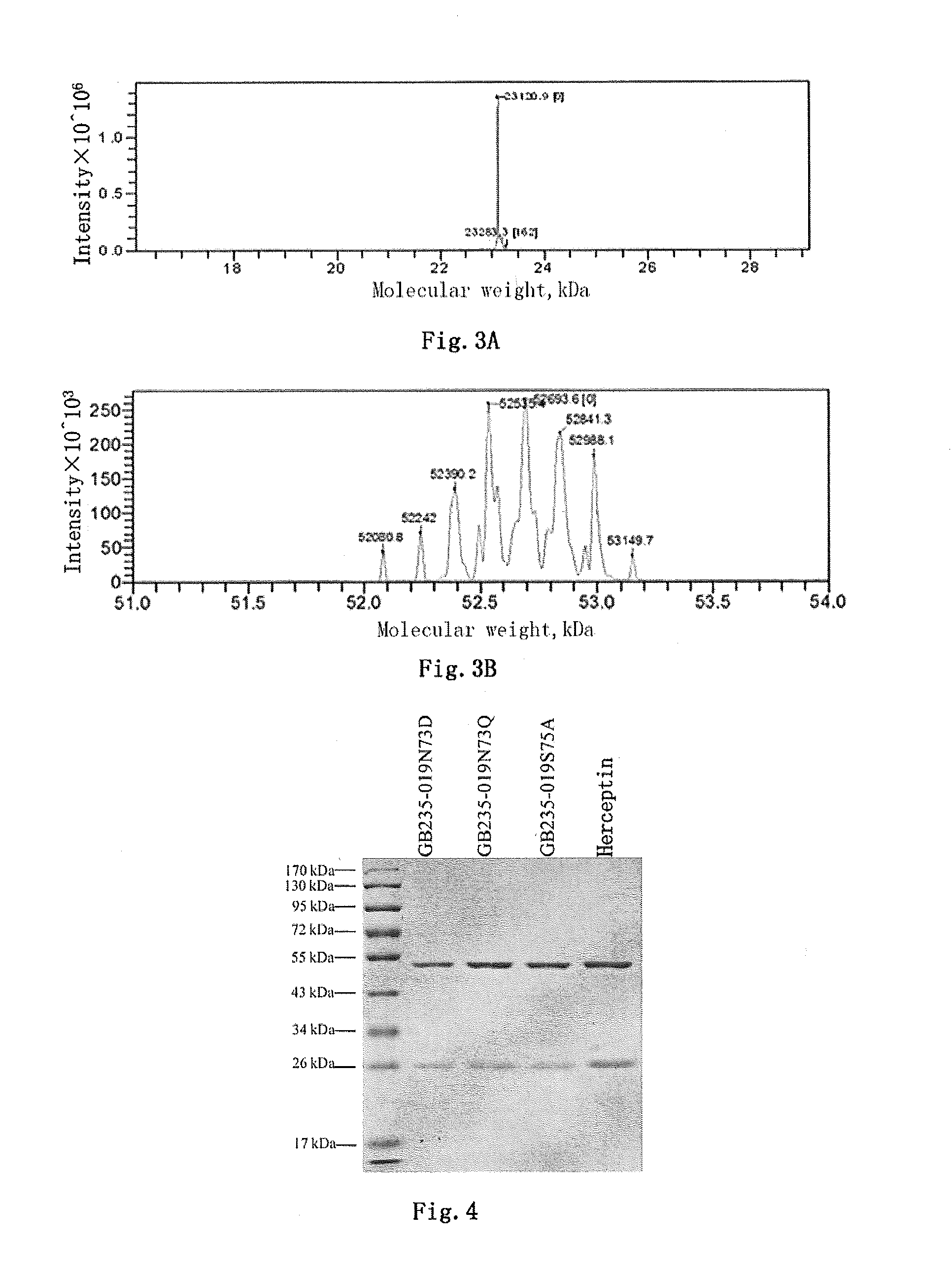 Mutated antibody of fully humanized her2 antibody, and encoding gene and use thereof