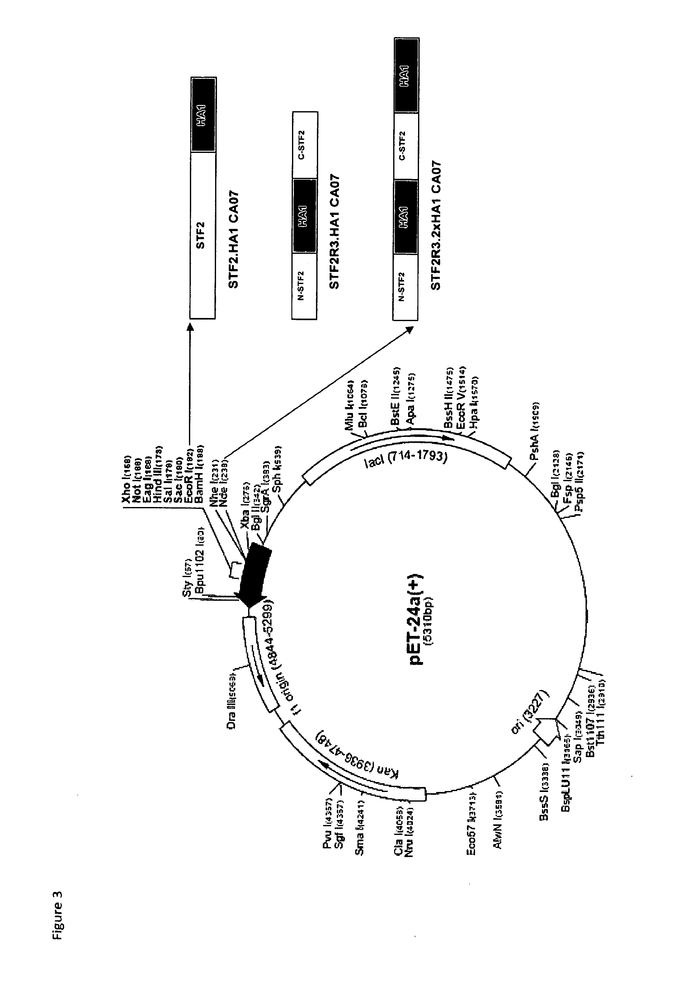 Methods and Compositions for Providing Protective Immunity in the Elderly