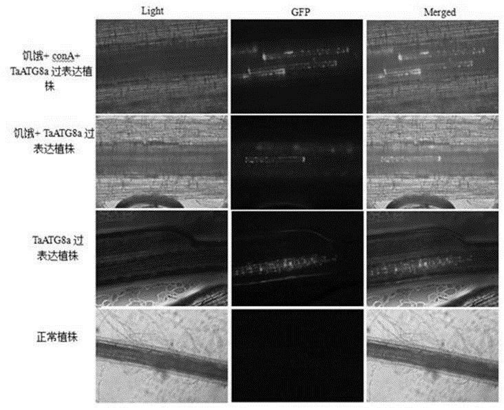 FoMV-mediated GFP-ATG8 expression vector and application thereof