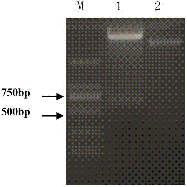 Oral recombinant protein TAT-GH for promoting ricefield eel growth, and preparation method and application thereof