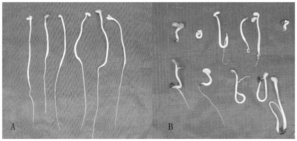 Method for breaking hard seeds of astragalus mongholicus