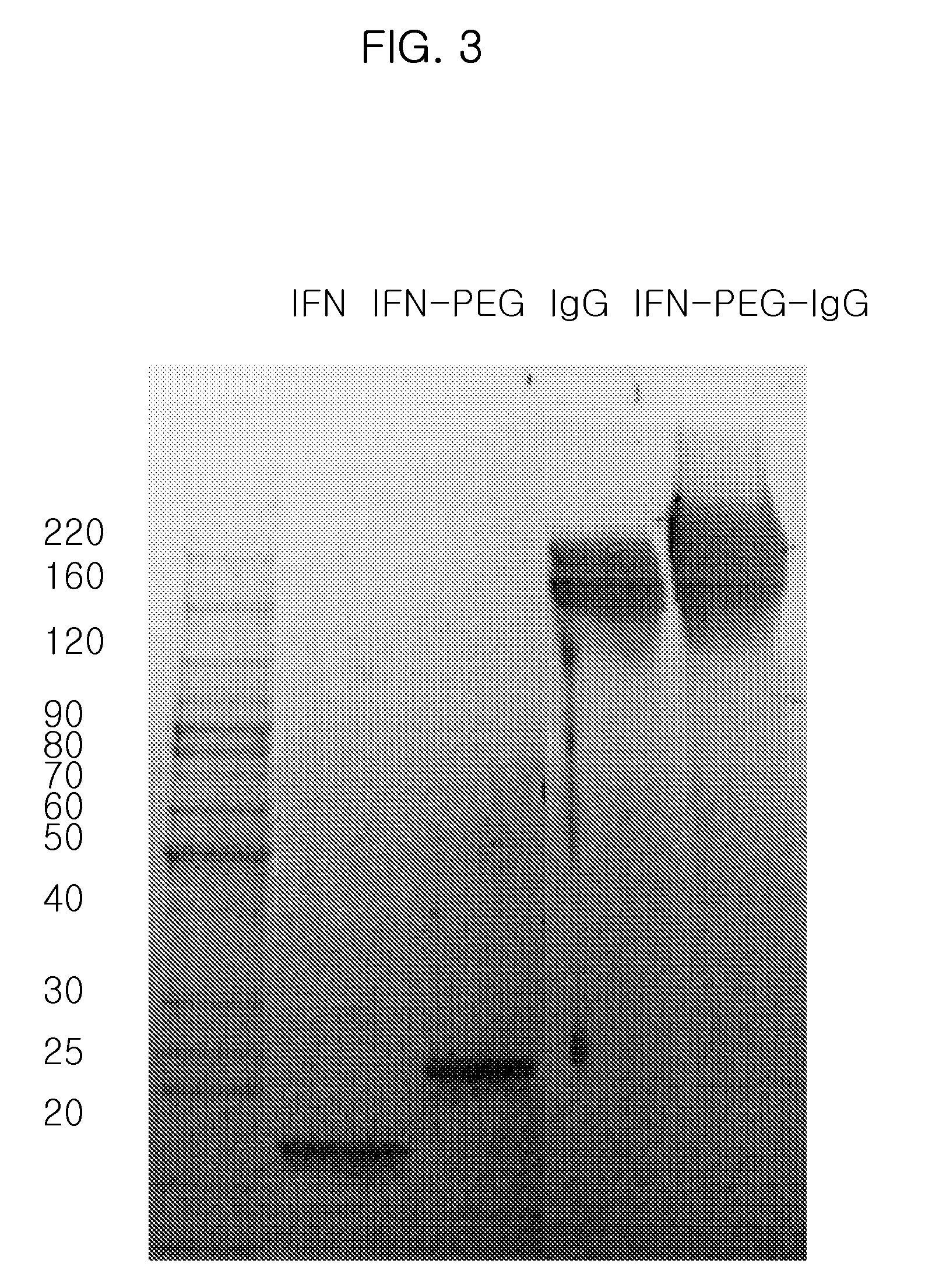 Physiologically Active Polypeptide Conjugate Having Prolonged In Vivo Half-Life