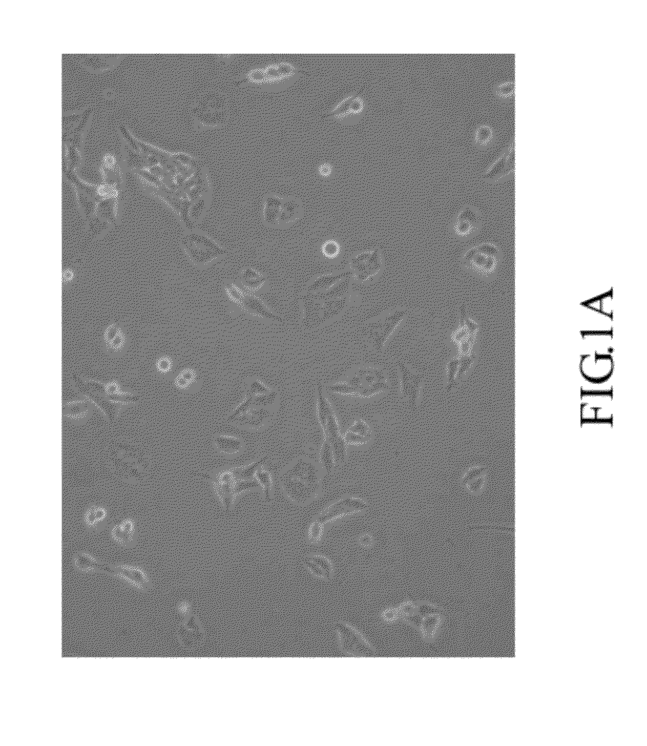 Mammal dedicated cell line from human hepatocellular carcinoma cell