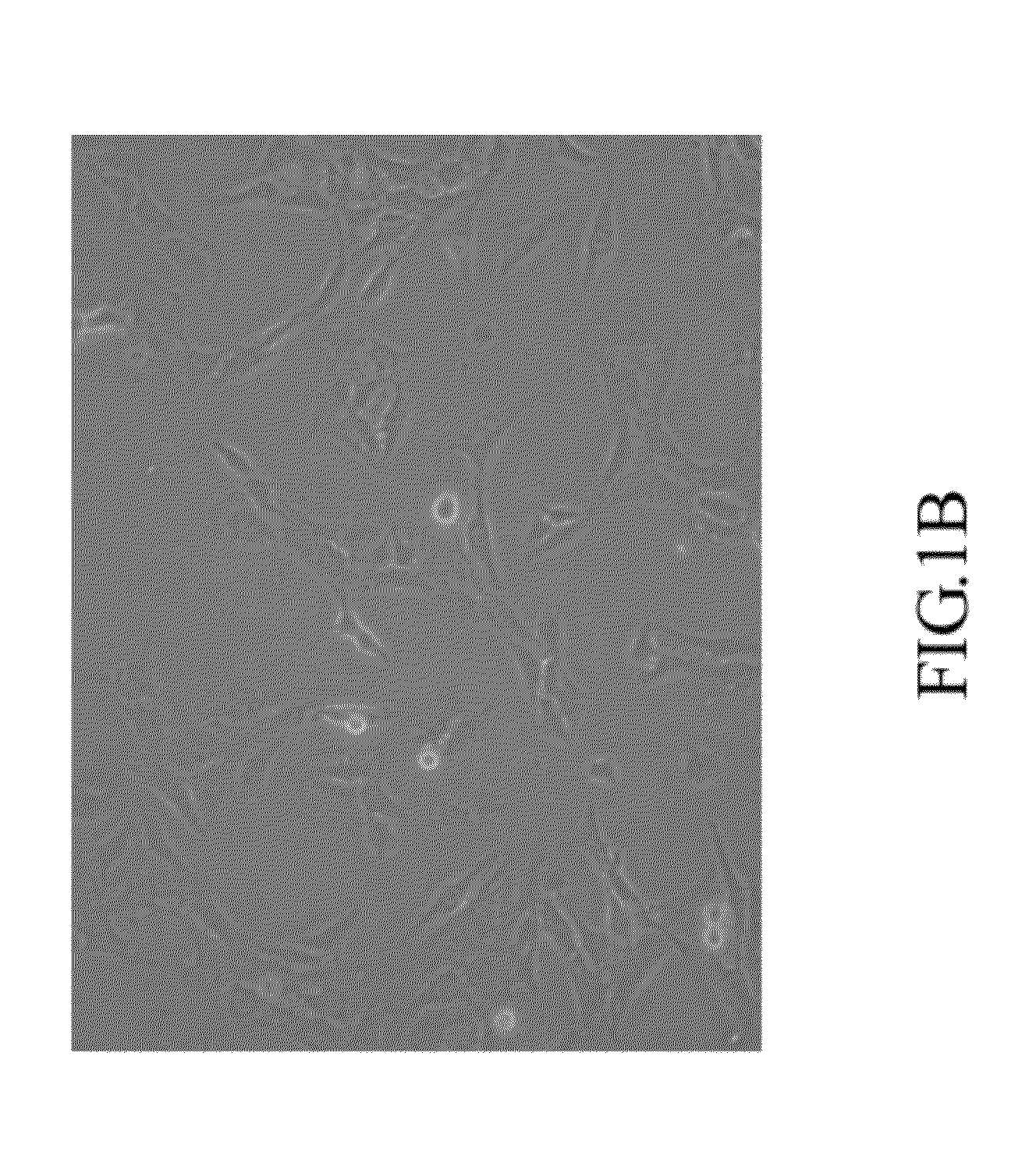 Mammal dedicated cell line from human hepatocellular carcinoma cell