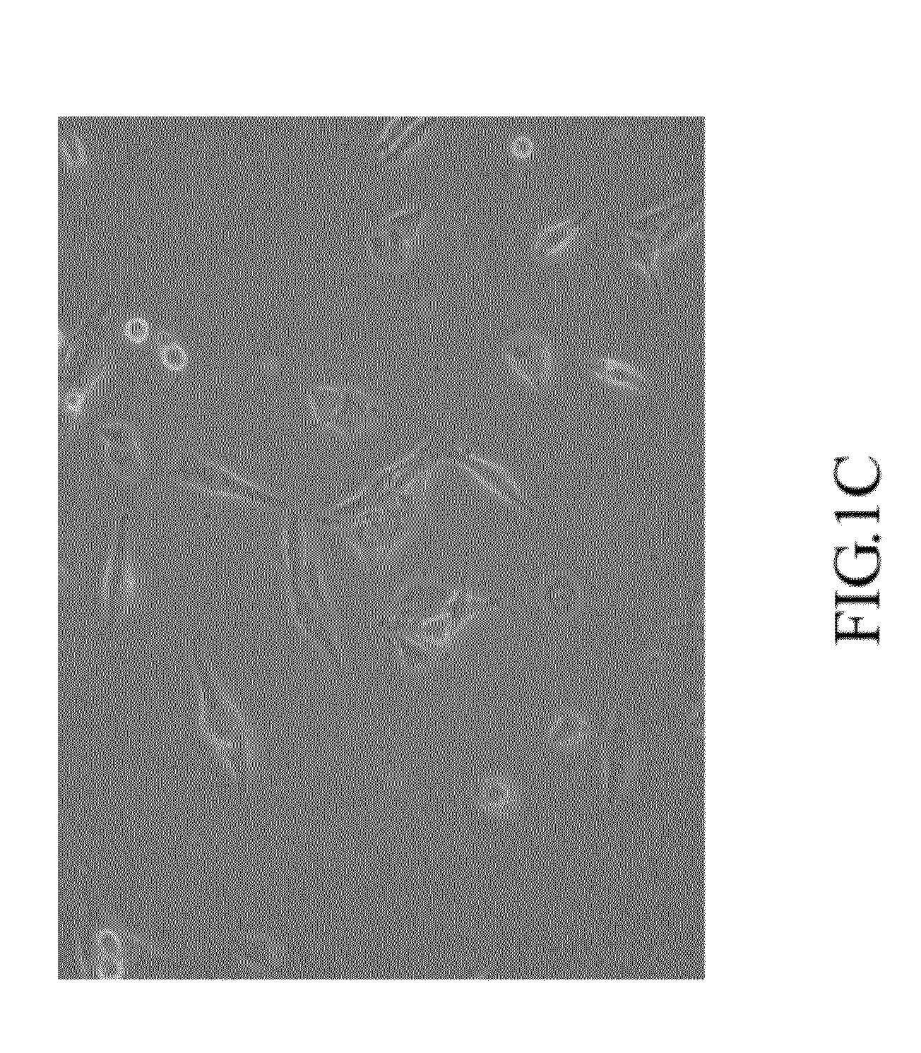 Mammal dedicated cell line from human hepatocellular carcinoma cell