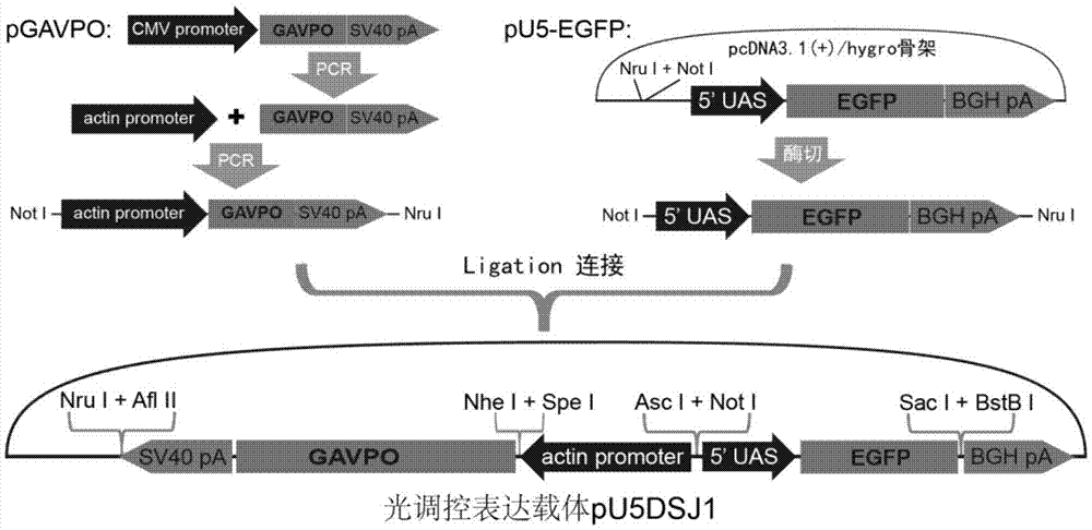 Light regulated gene expression vector for dunaliella salina and preparation method and application thereof