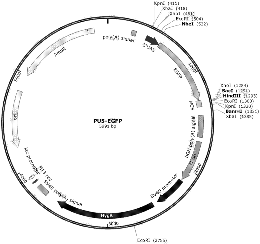 Light regulated gene expression vector for dunaliella salina and preparation method and application thereof