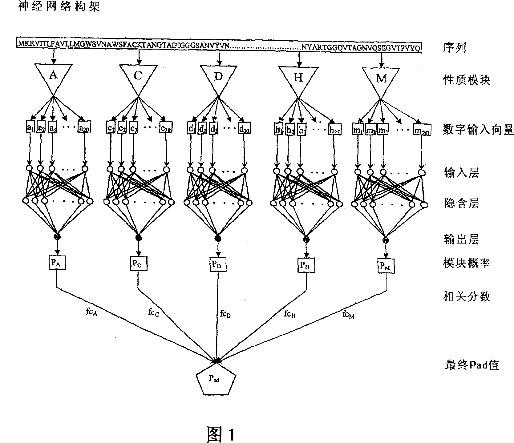 Computational method for identifying adhesin and adhesin-like proteins of therapeutic potential