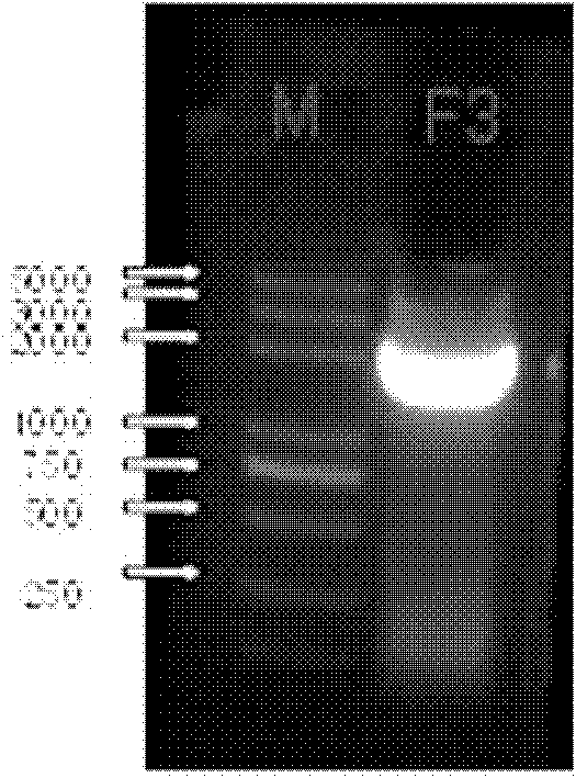 Site directed mutagenesis thermoplasma acidophilum F3 factor recombinant protein and application thereof