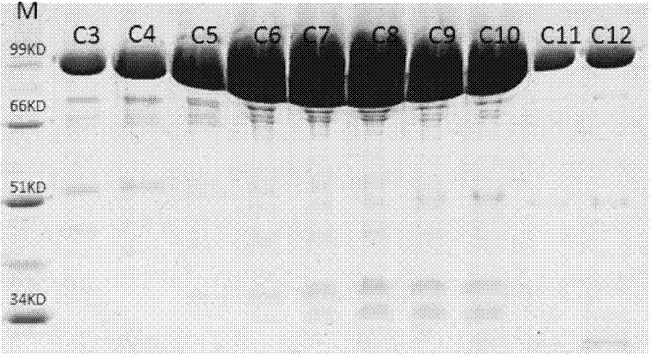 Site directed mutagenesis thermoplasma acidophilum F3 factor recombinant protein and application thereof