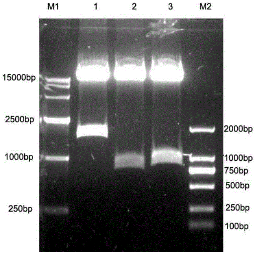 CD19 targeting chimeric antigen receptor and NKT cell, and preparation method thereof and applications thereof