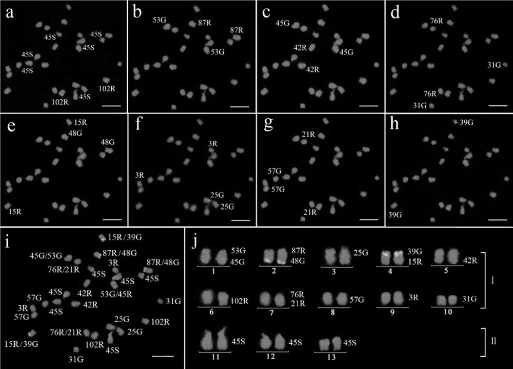 A set of bac markers for distinguishing 13 pairs of chromosomes in sesame