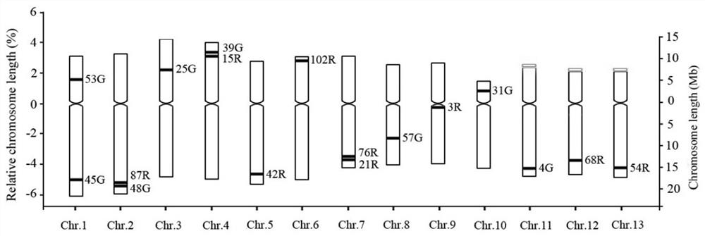 A set of bac markers for distinguishing 13 pairs of chromosomes in sesame