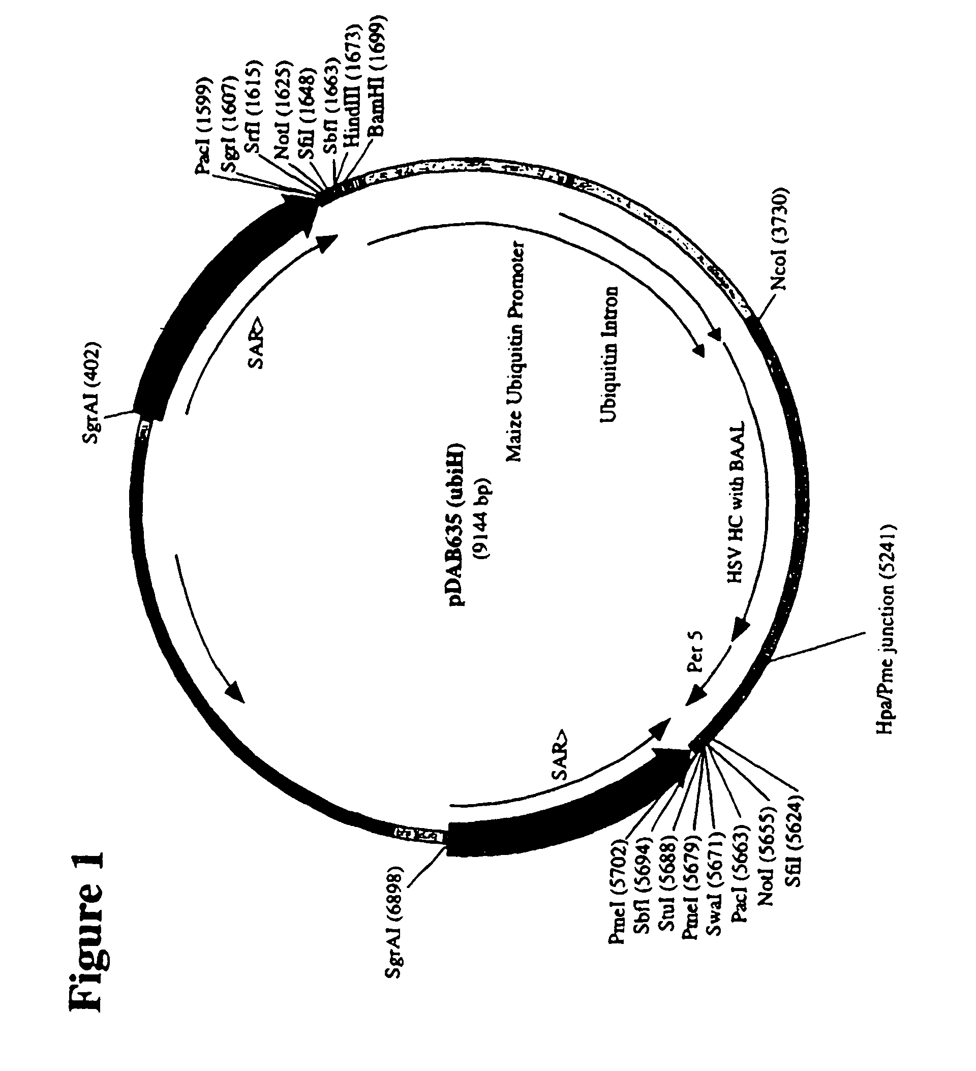 Plant production of immunoglobulins with reduced fucosylation