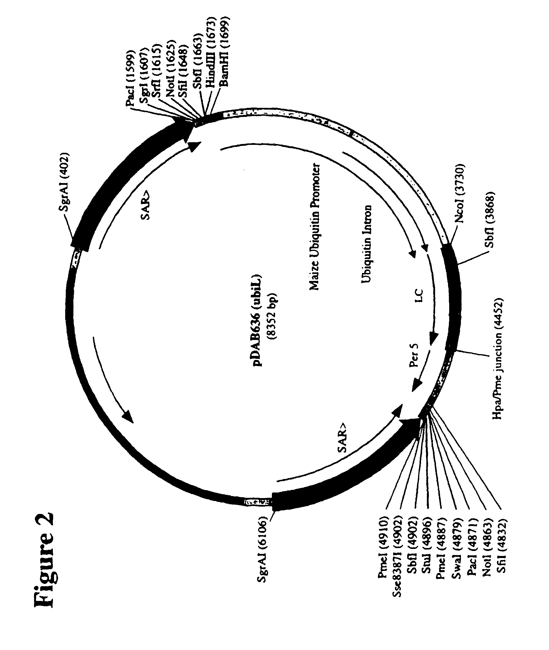 Plant production of immunoglobulins with reduced fucosylation