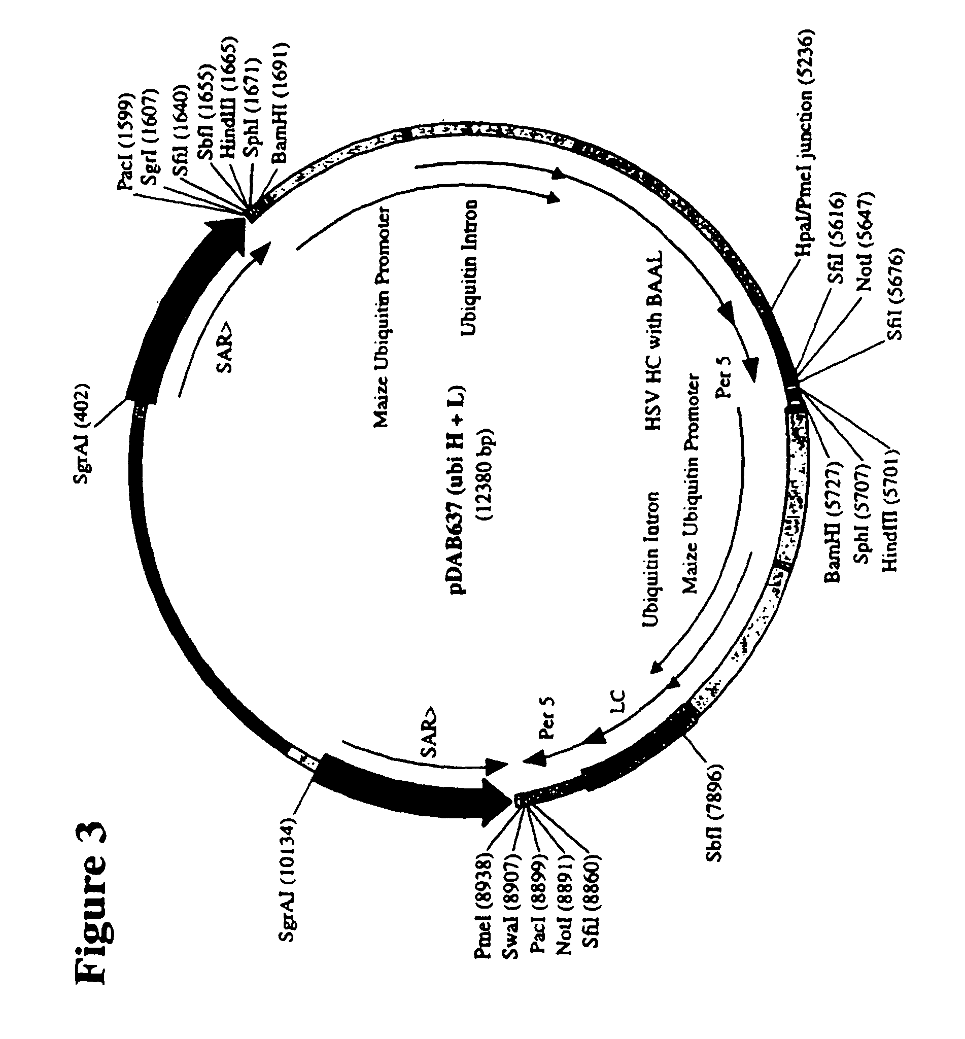 Plant production of immunoglobulins with reduced fucosylation