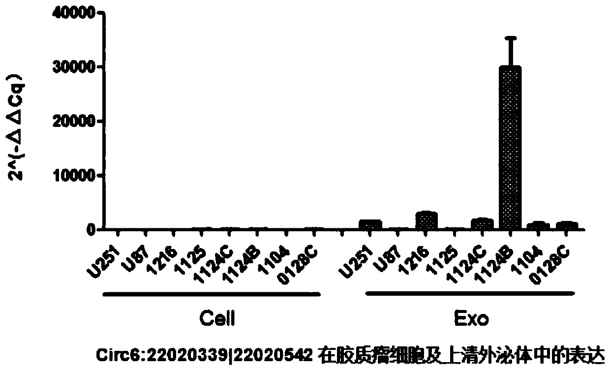 Glioma diagnostic marker circ6:22020339|22020542 and its application