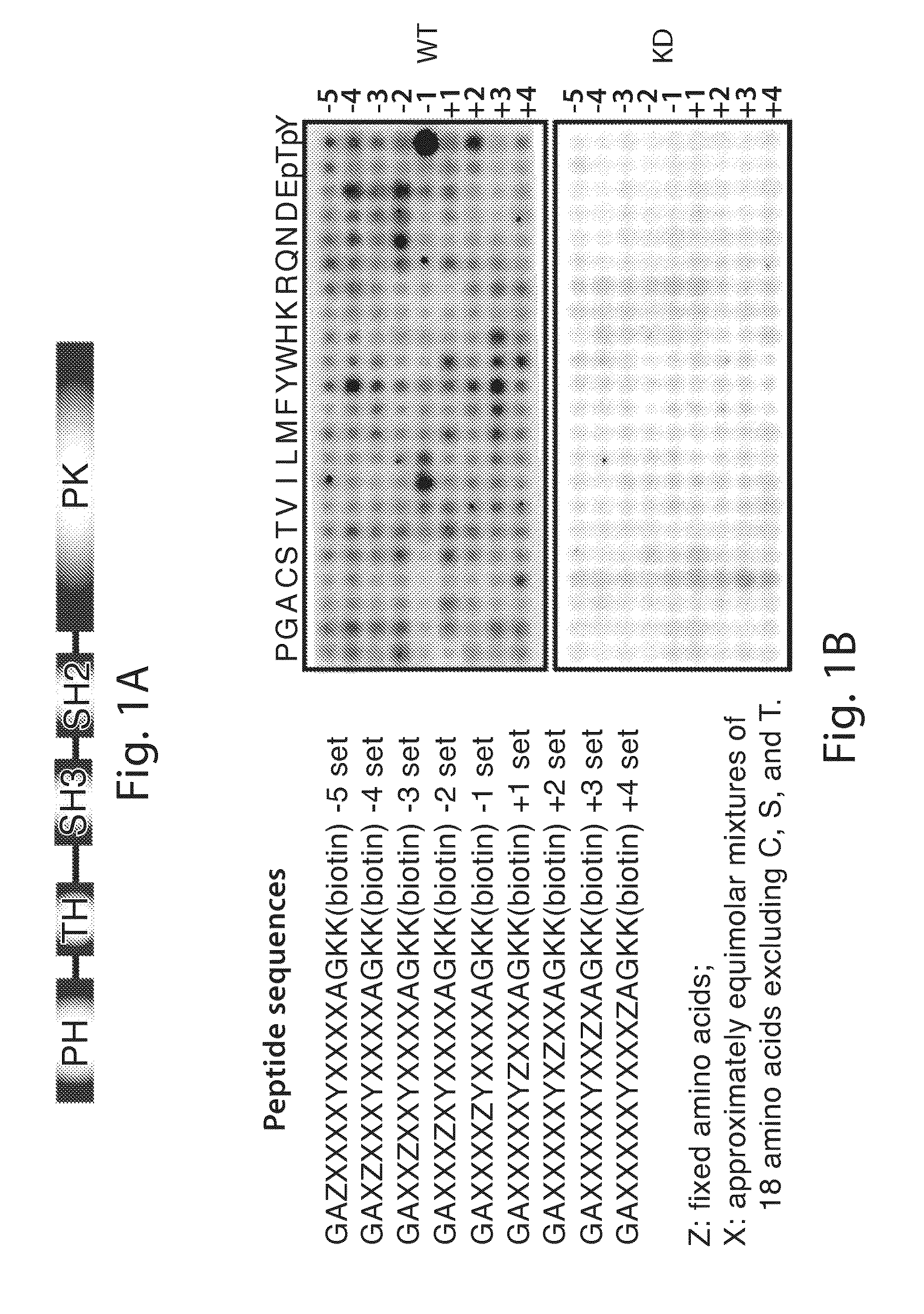 Bone marrow on x chromosome kinase (BMX) inhibitors and uses thereof