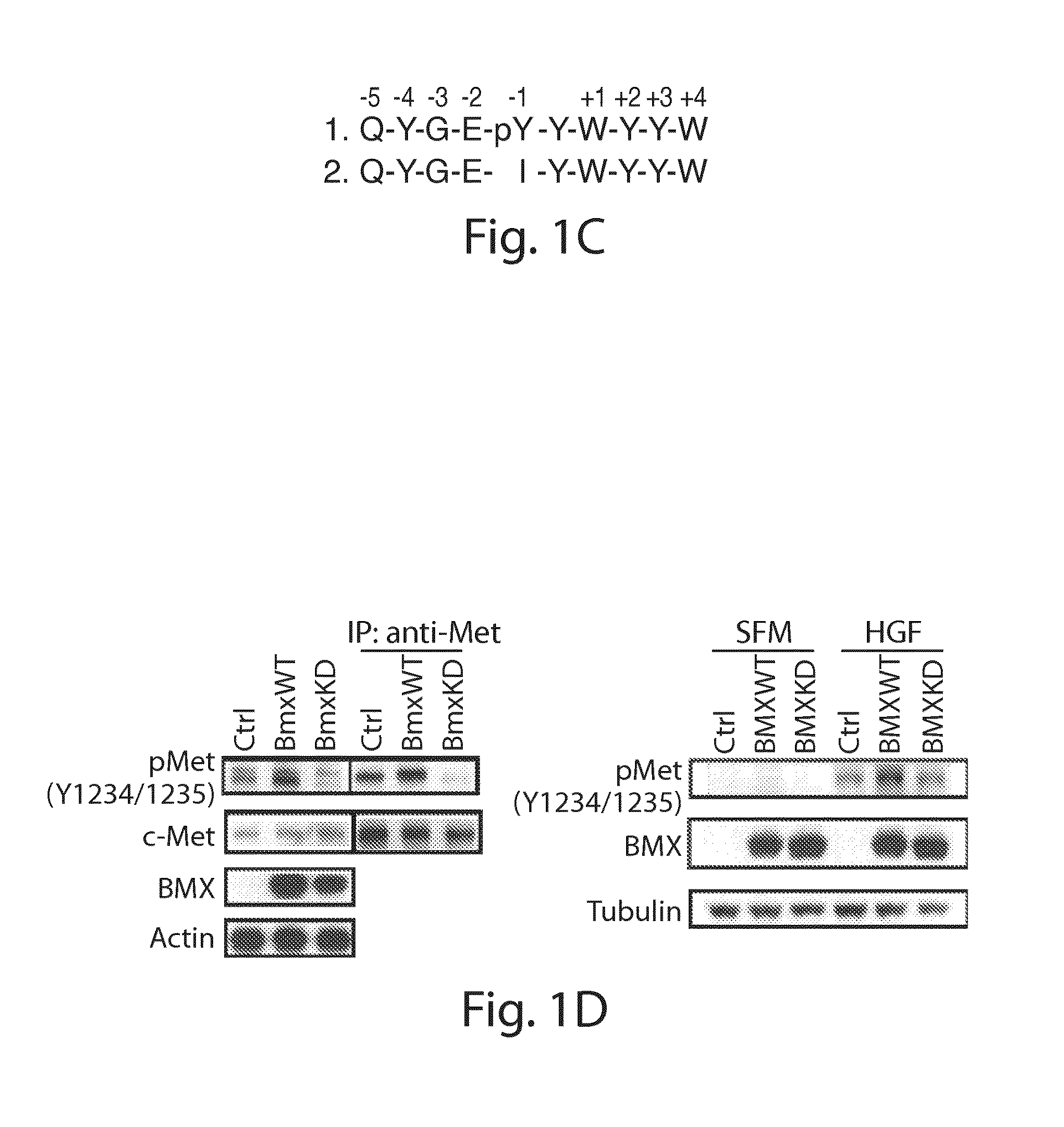 Bone marrow on x chromosome kinase (BMX) inhibitors and uses thereof