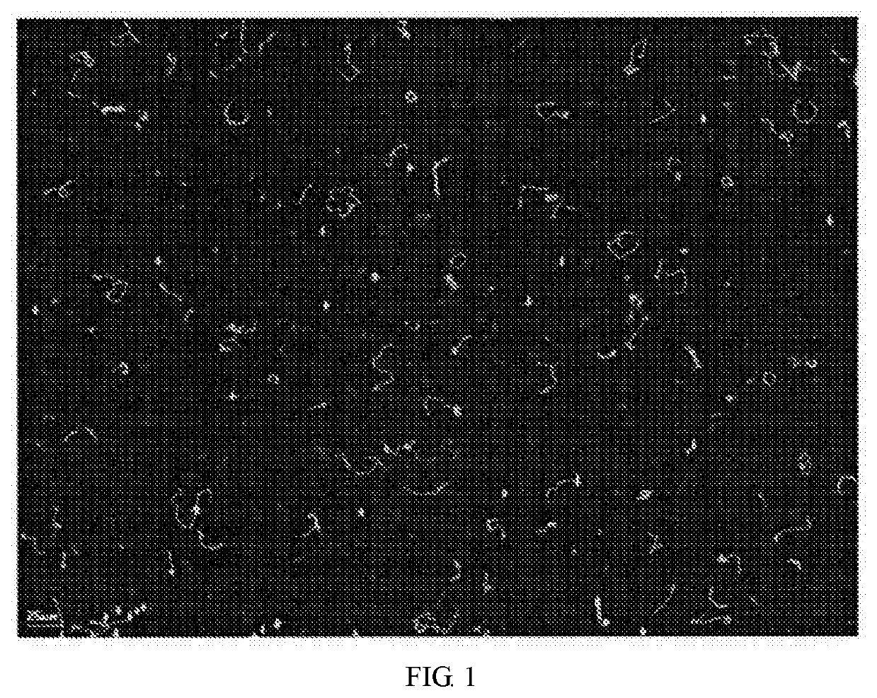 Method for preparing agonist for improving boar sperm motility