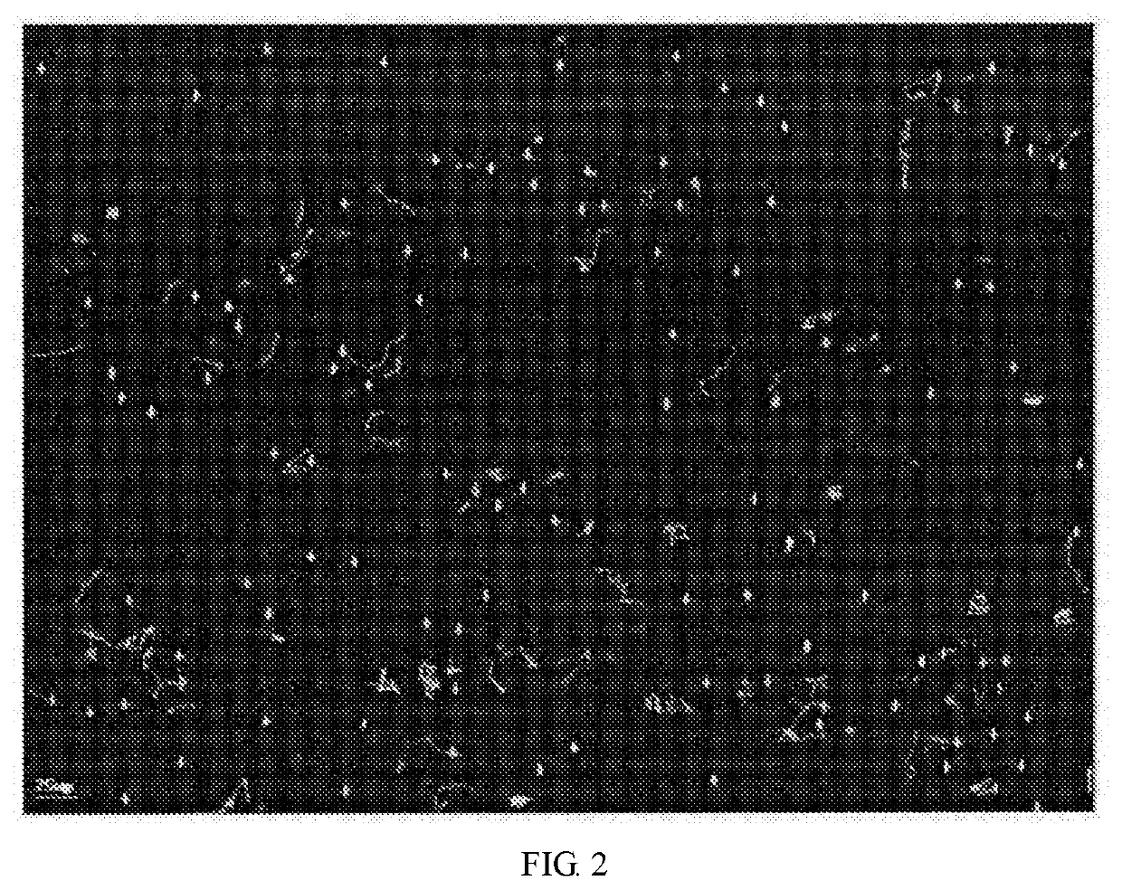 Method for preparing agonist for improving boar sperm motility