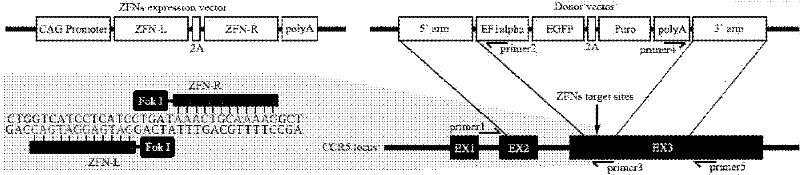 CCR5 deleted hematopoietic stem cell, preparation method and application thereof