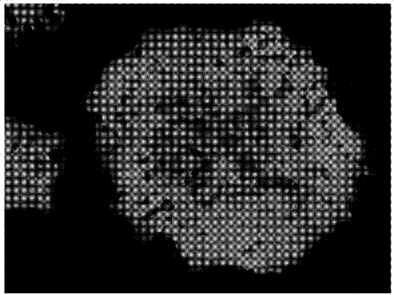 CCR5 deleted hematopoietic stem cell, preparation method and application thereof