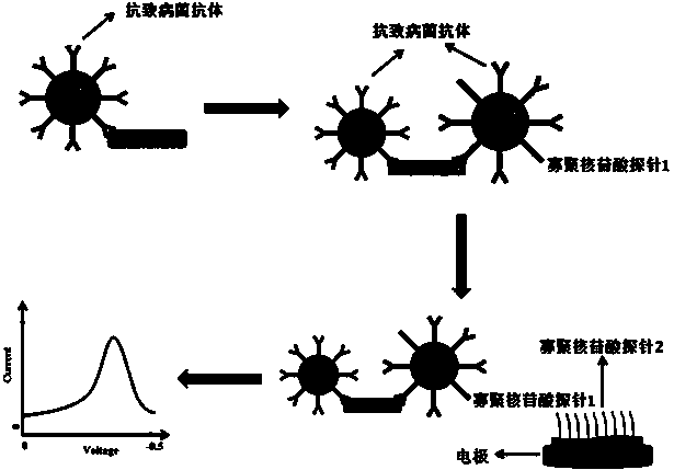 Electrochemical transducer, and preparation method and application for detecting pathogenic bacteria