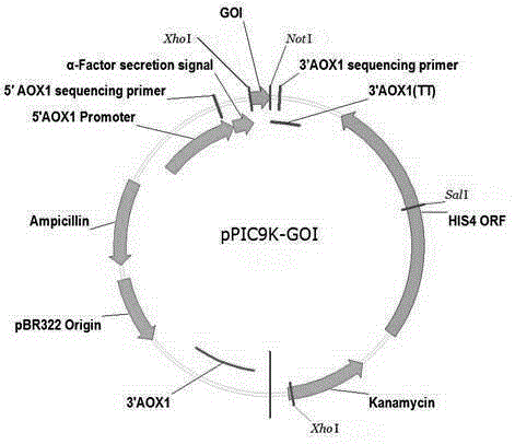 Quick-acting insulin aspart precursor protein and preparation method for quick-acting insulin