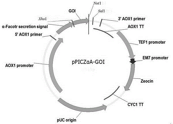 Quick-acting insulin aspart precursor protein and preparation method for quick-acting insulin