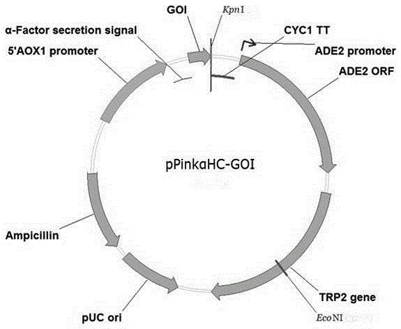 Quick-acting insulin aspart precursor protein and preparation method for quick-acting insulin