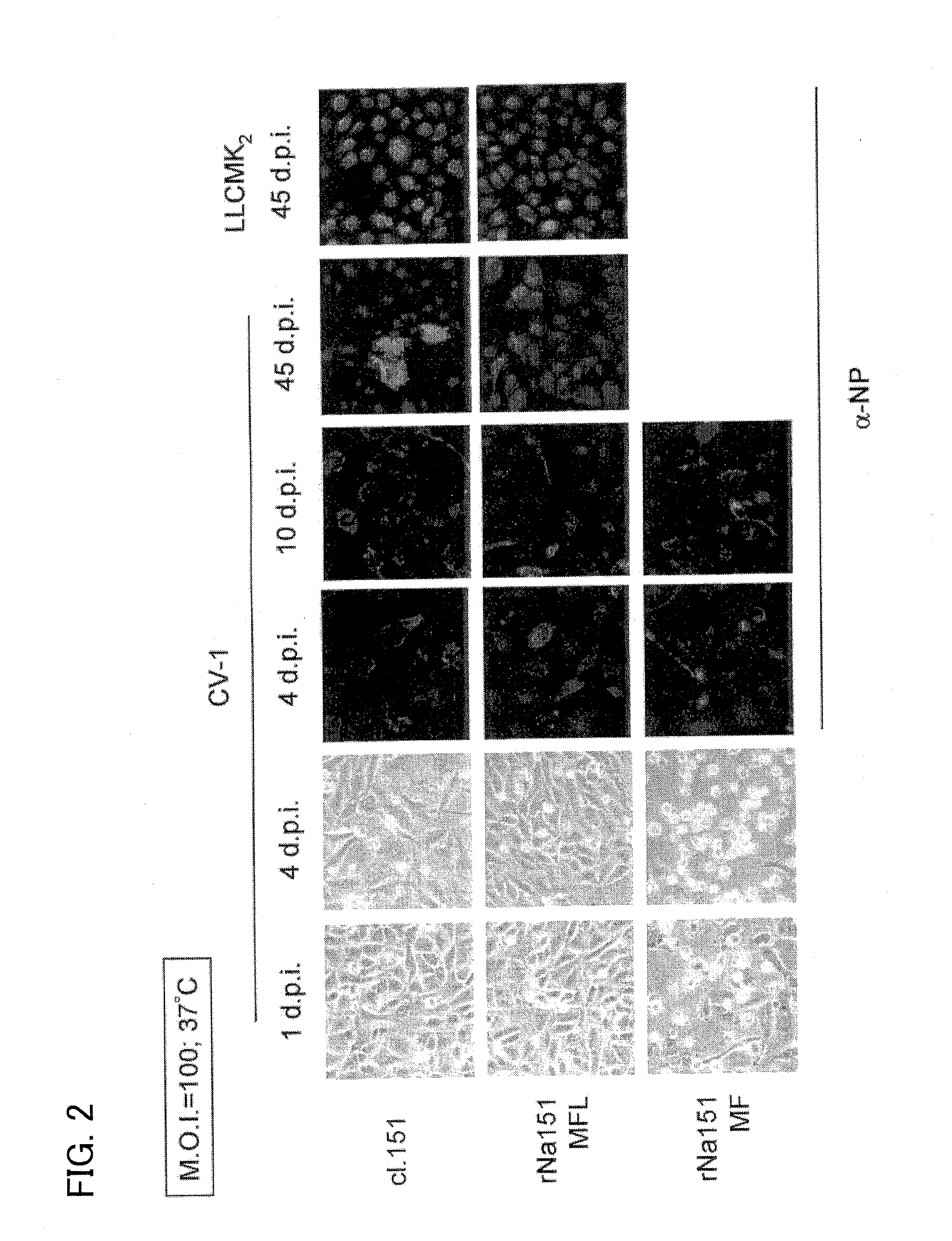 Persistently infective sendai virus vector